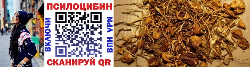 Галлюциногенные грибы Psilocybine cubensis  Горно-Алтайск 